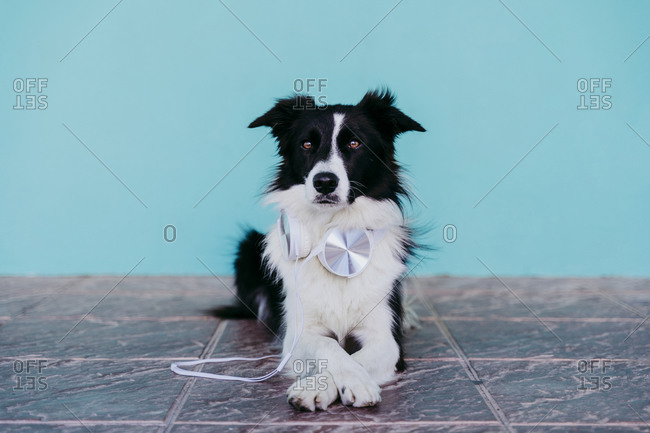 Border Collie with headphones lying on footpath against turquoise wall