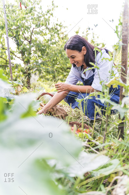 Happy woman harvesting organic vegetables from garden
