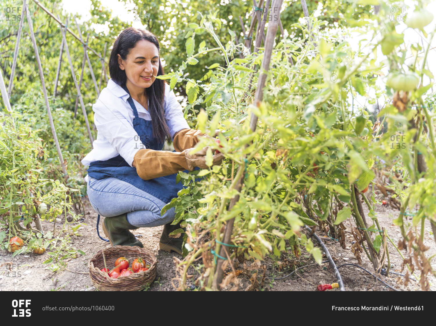 Happy woman harvesting fresh organic tomatoes from vegetable garden