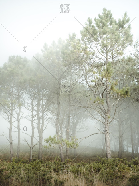 Fog going into the forest