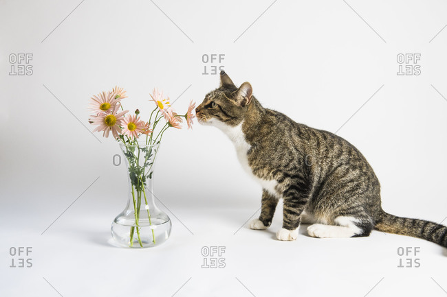 House cat playing in the studio with pink flowers