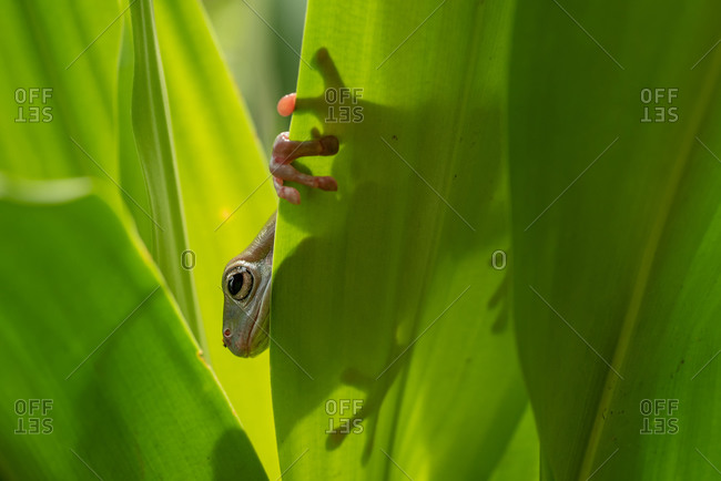 White lipped tree frog on the leaf