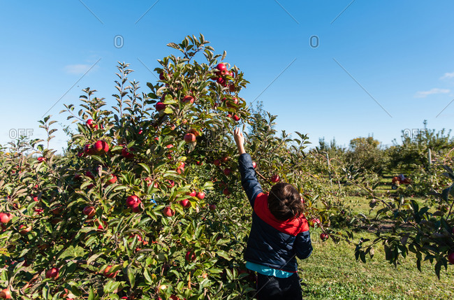 Young boy picking apples in an apple orchard on a sunny day.