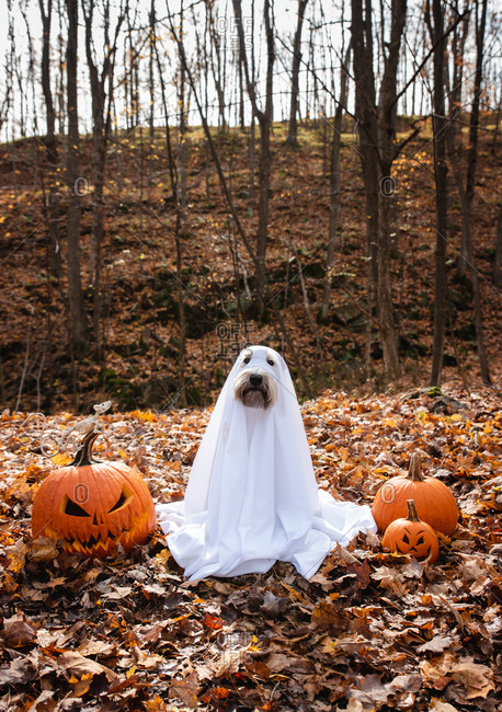 Dog wearing a ghost costume sitting between pumpkins for Halloween.