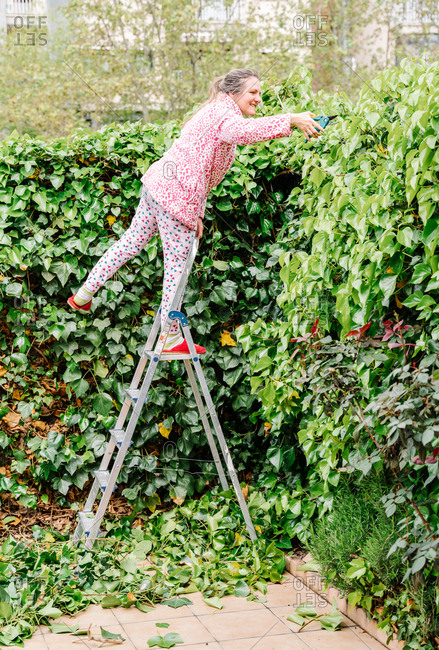Woman with scissors pruning green ivy in a garden. Horizontal photo