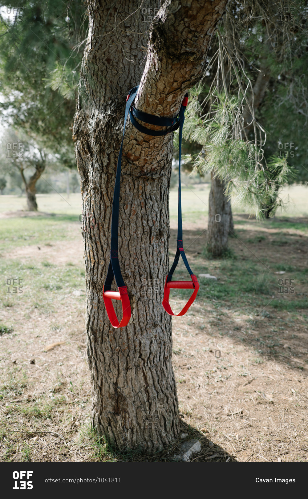 TRX sport team.  strap training ropes hanging on a tree