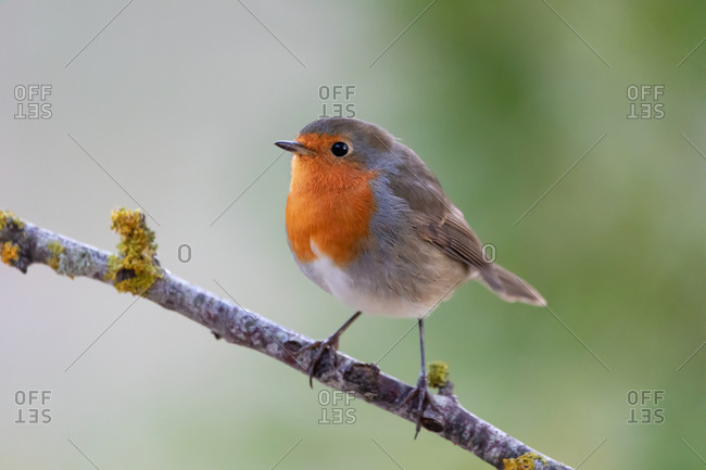 Robin bird in the forest