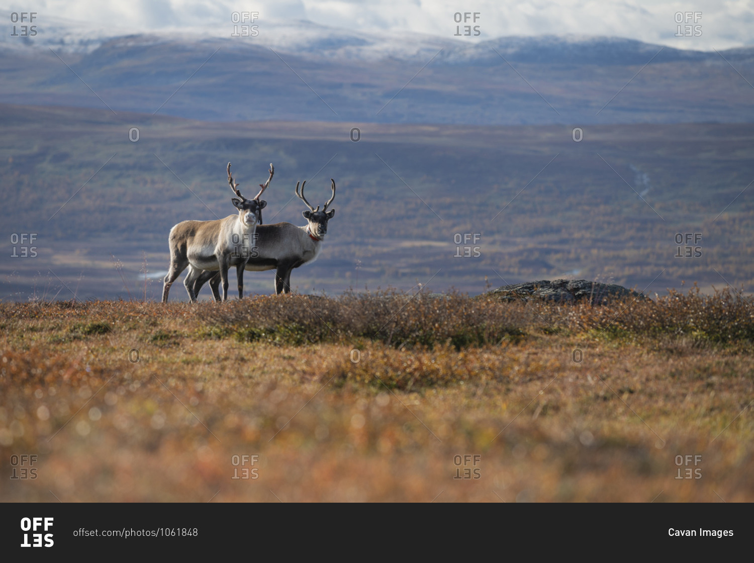 Two reindeer look at camera in autumn mountain landscape along Kungsleden Trail, Lapland, Sweden