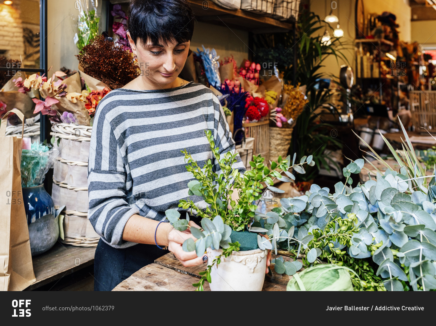Professional female florist arranging  crassula succulent plants in ornamental ceramic pot while working in shop on wooden table