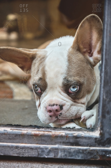 Calm cute French bulldog looking at camera through shabby window of old building