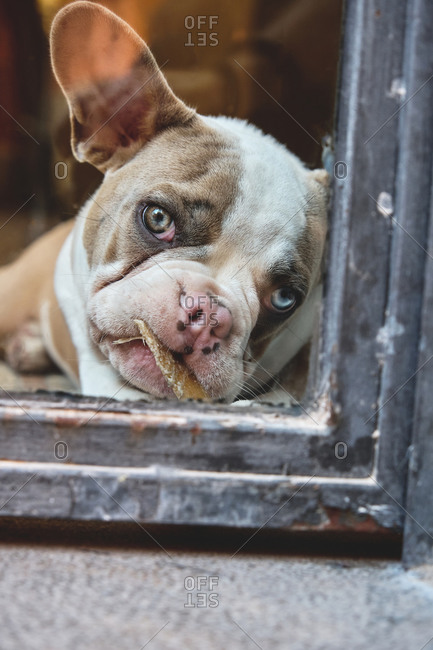 Calm cute French bulldog looking at camera through shabby window of old building