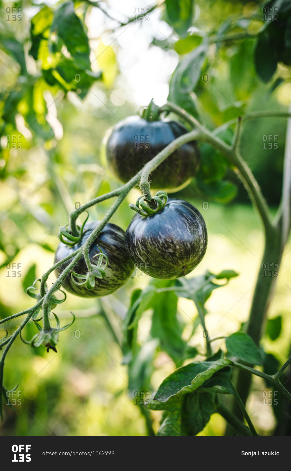 Black tomatoes ripening on a vine in a garden