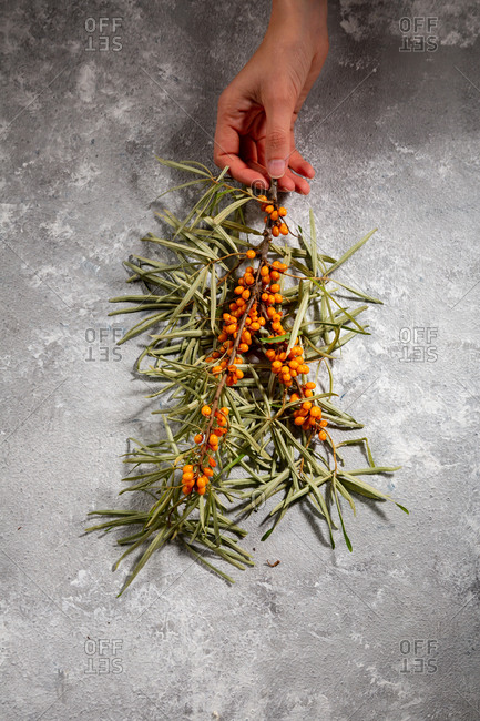 Overhead view of hand holding branches sea buckthorn on gray surface