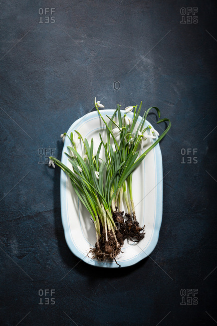 Overhead view of snowdrop spring flowers on platter