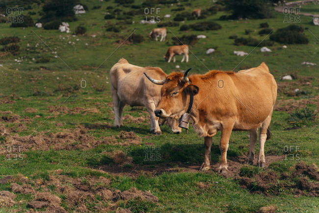 Full body red aubrac cows with big cow bell on necks pasturing on lush green meadow in farmland