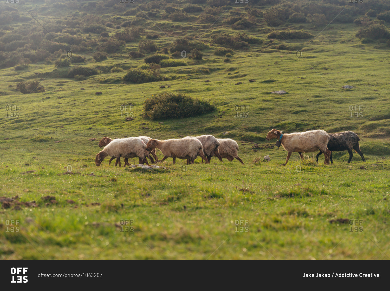 Herd of cute sheep walking and grazing on lush grassy meadow in summer countryside