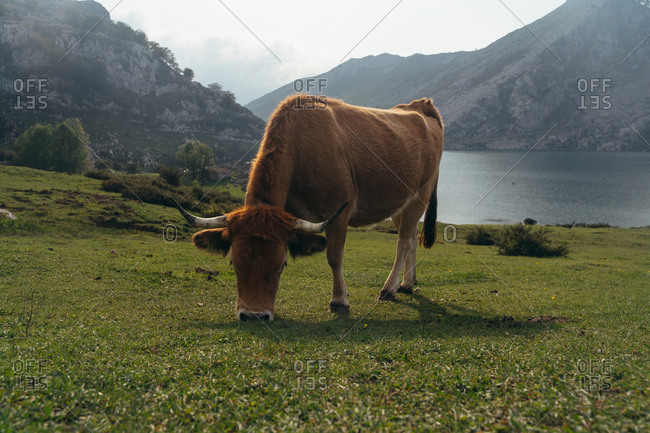 Full body red aubrac cow with big cow bell on necks pasturing on lush green meadow in farmland