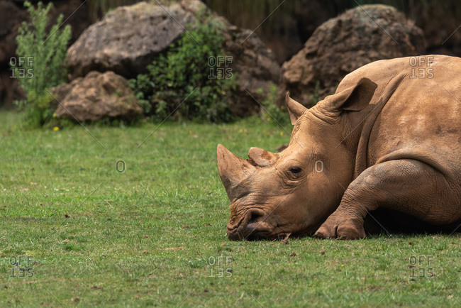 Horizontal outdoors shot of rhino pasturing on green lawn.