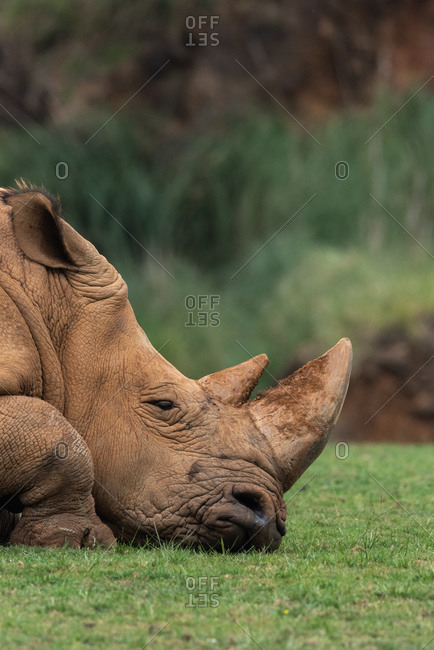 Outdoors shot of rhino pasturing on green lawn.