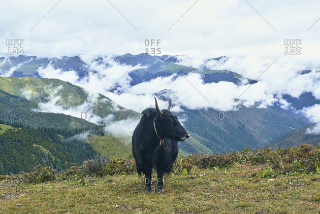 Adult black yak with horns and white spot on head on small meadow covered with grass on top of mountain in valley under clouds