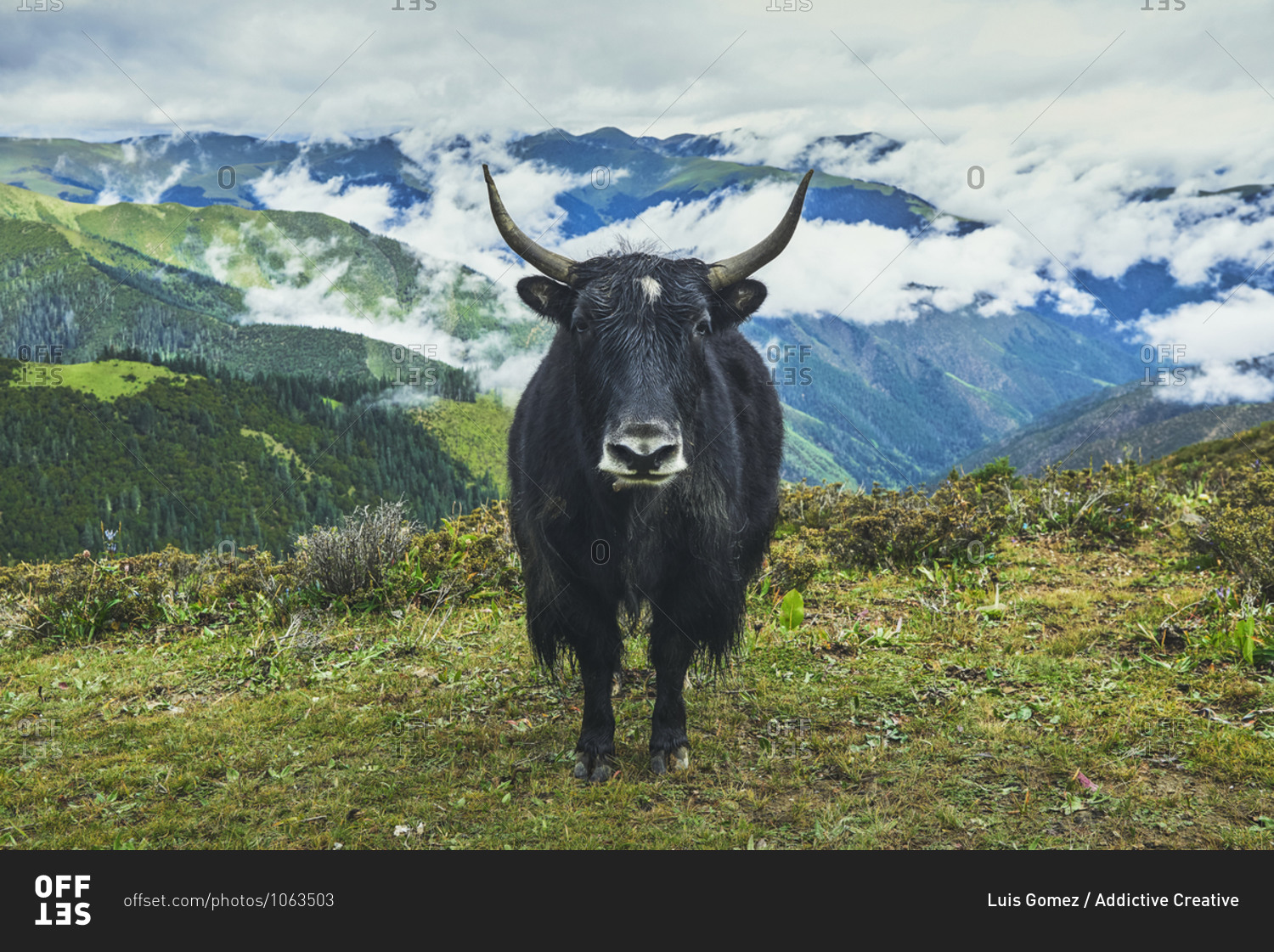 Adult black yak with horns and white spot on head on small meadow covered with grass on top of mountain in valley under clouds