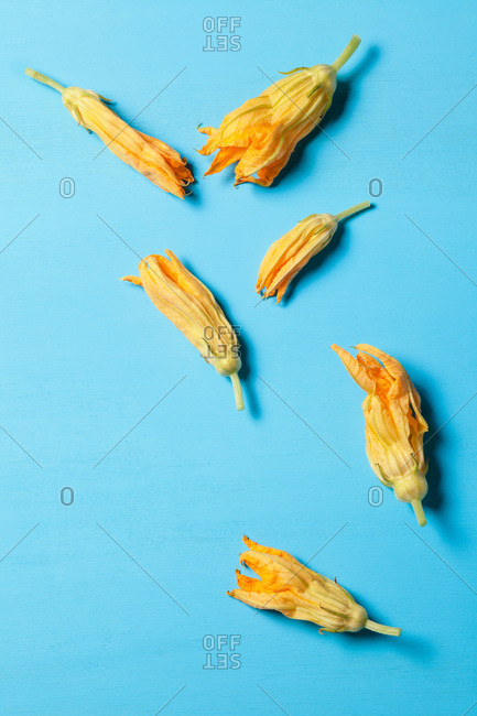Top view of colorful blossoming squash flowers with gentle petals and pointed edges on blue surface
