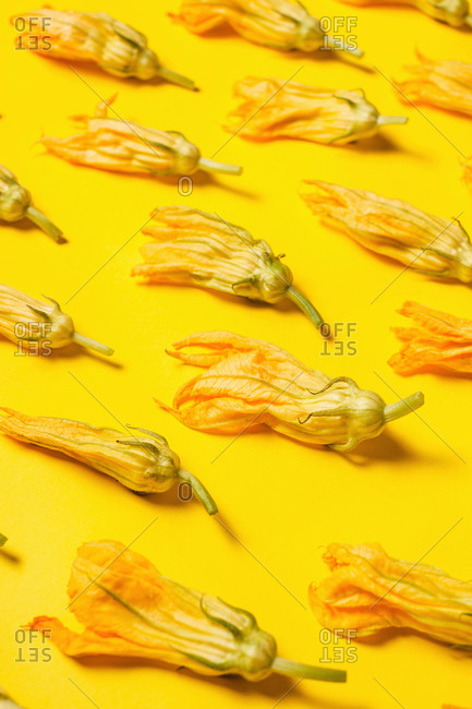 Top view of colorful blossoming squash flowers with gentle petals and pointed edges on blue surface