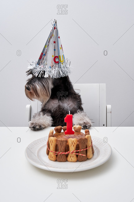Adorable dog in funny party hat sitting at table with birthday cake from bone cookies and pate decorated with candle