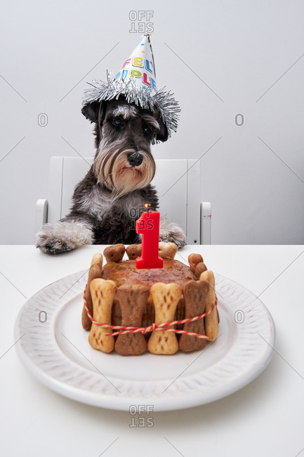 Adorable dog in funny party hat sitting at table with birthday cake from bone cookies and pate decorated with candle