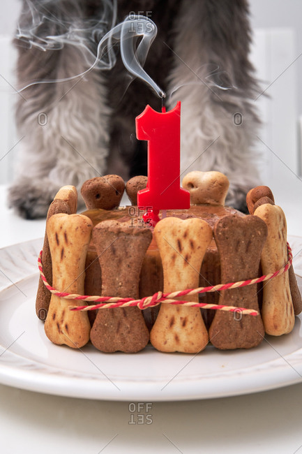 Adorable dog with birthday cake from bone cookies and pate decorated with candle