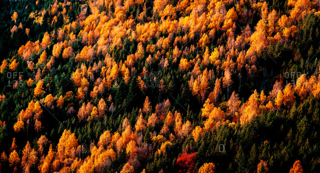 From above drone view of dense forest with bright colorful foliage among green coniferous trees
