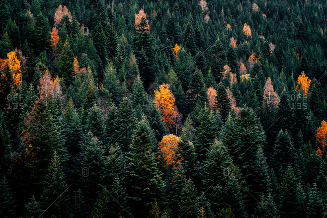 From above drone view of dense forest with bright colorful foliage among green coniferous trees