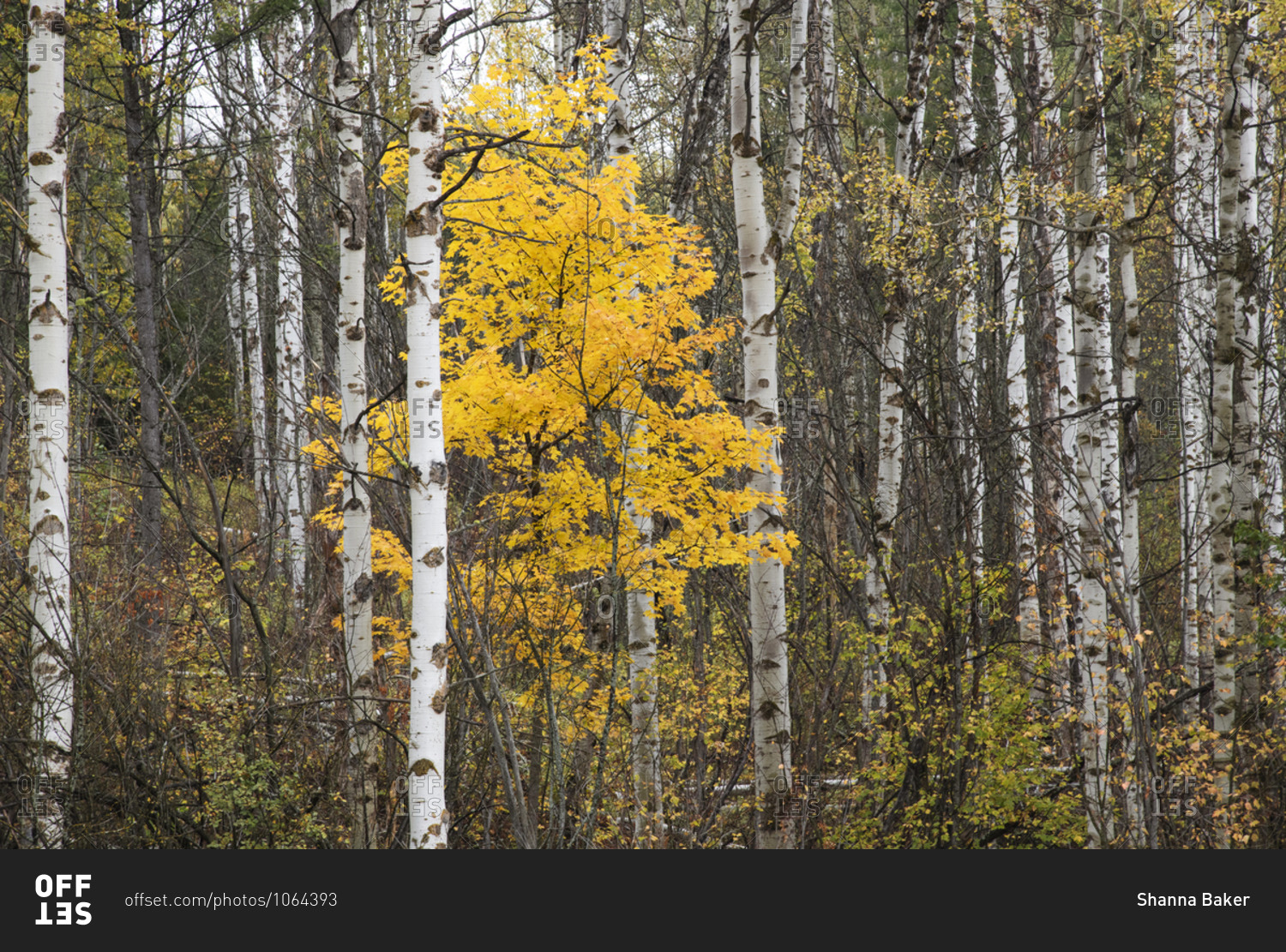 Yellow leaves accent a stand of birch trees in Rossland, British Columbia