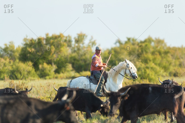 December 14, 2020: Gardian, cowboy of The Camargue with bulls, Camargue, France