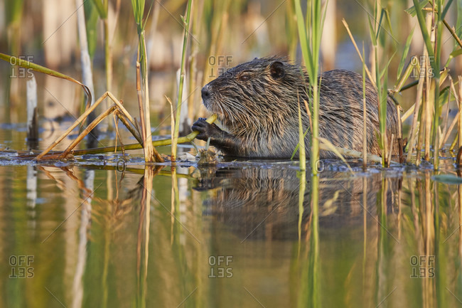 Nutria, Myocastor coypus from the Offset Collection