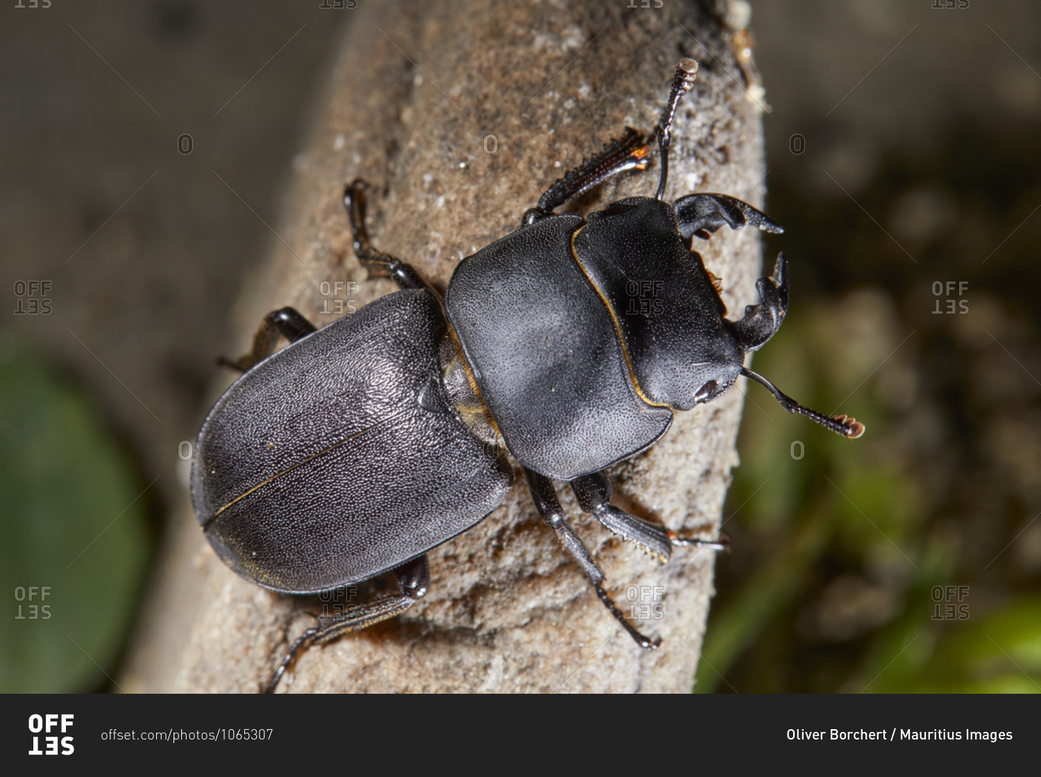 Beetles, beamed shrubs, Dorcus parallelipipedus