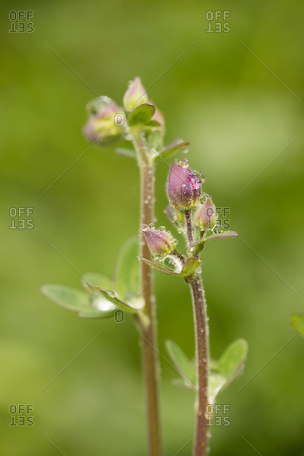 Close-up of dewdrops on flower bud, green blurred background