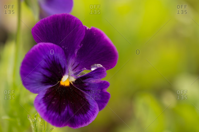 Raindrop on purple pansy petal, blurred green natural background