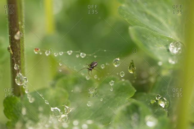 Spider and raindrops on a spider web, green natural blurred background