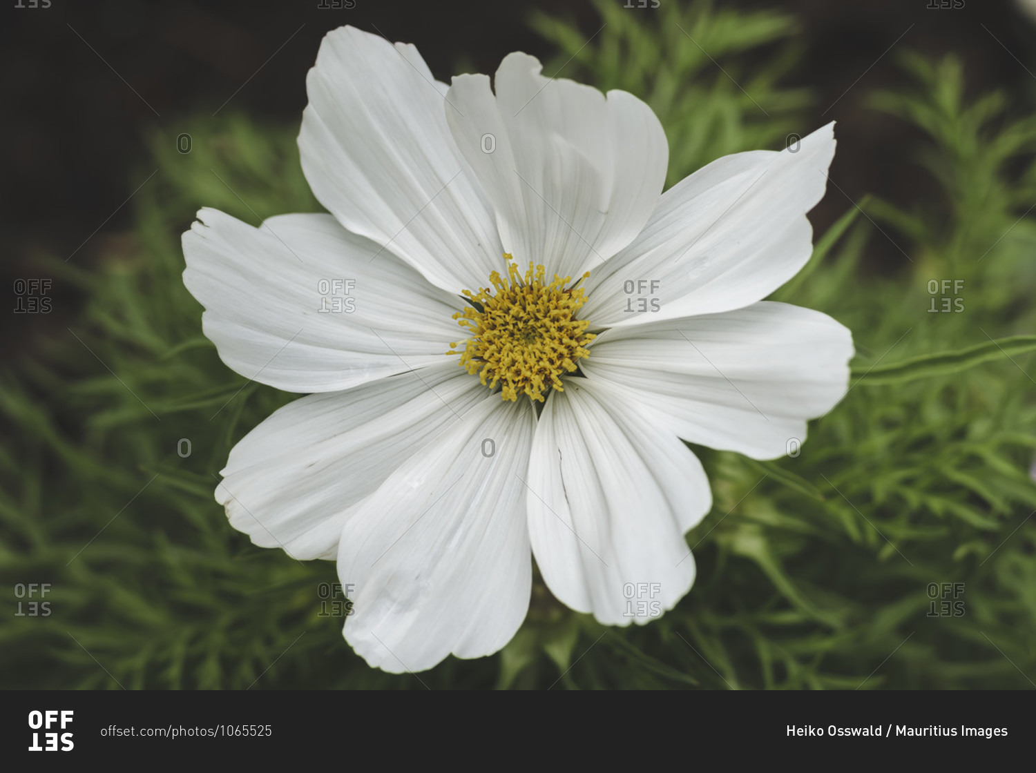 White flower, cosmea, blossom, low key, nature, garden