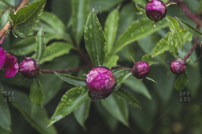 Peony, buds with raindrops, Paeonia, Germany, Europe