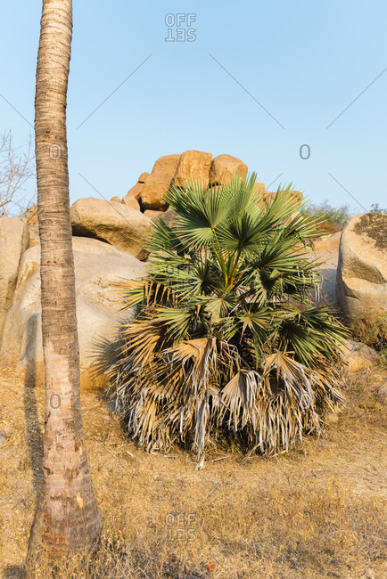 Palm tree in deserted area with rocky landscape in Hampi Island, Karnataka, India