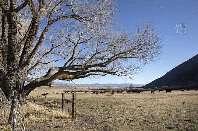 Herd of cattle grazing in a mountainside pasture in Genoa, Nevada