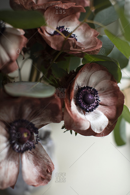 Close up of marron and white poppies with a dark purple center