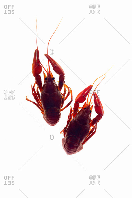 Macro image of back lit crayfish on white background