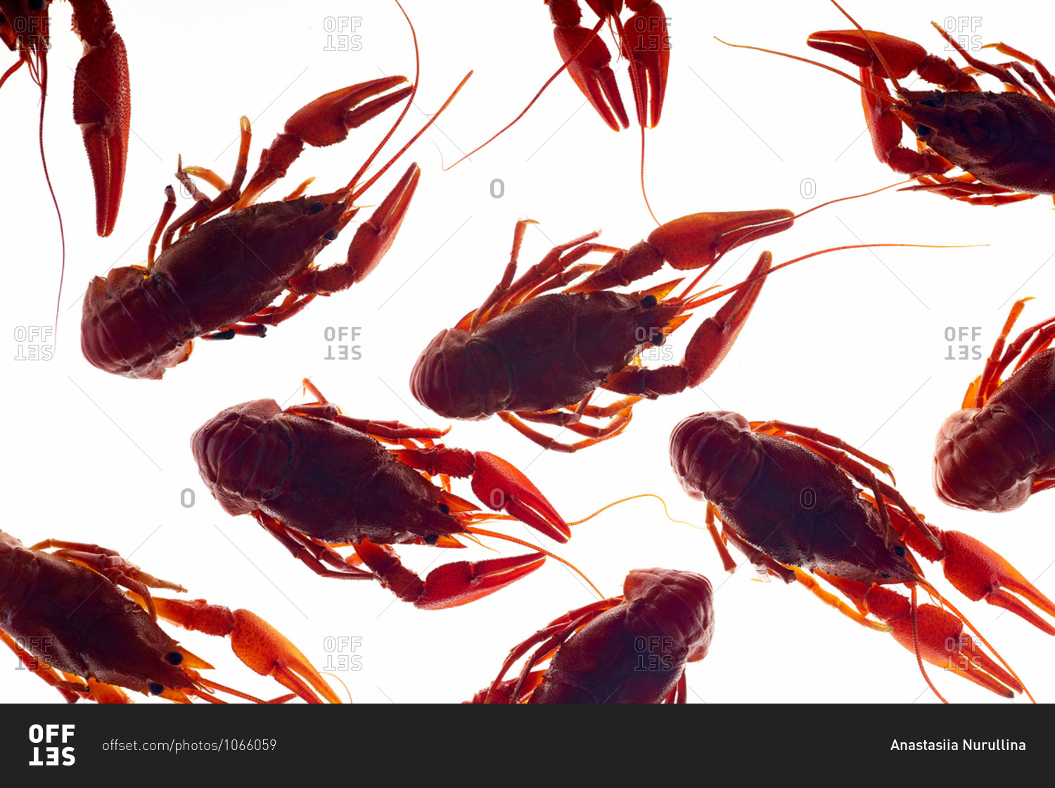Macro pattern of back lit crayfish on white background