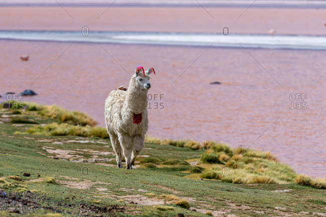 A llama (camelid native to South America) in a pink Lake of the altiplano in Bolivia