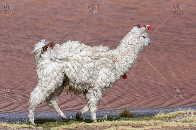 A llama (camelid native to South America) in a pink Lake of the altiplano in Bolivia