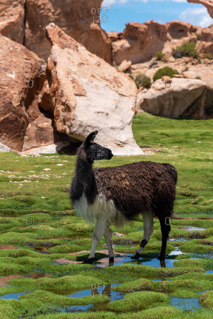 A llama (camelid native to South America) in the southwest of the altiplano in Bolivia