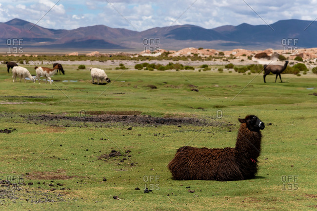 Some llamas (camelid native to South America), eating grass in the southwest of the altiplano in Bolivia